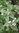 Semillas de Malvavisco Común (Althaea Officinalis)