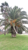 Canary Island Date Palm seeds (Phoenix Canarensis)