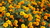 French Marigold Seeds (Tagetes patula)