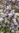 Semillas de Albahaca Púrpura (Ocimum Basilicum- Red Rubin)