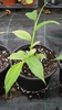 Pflanze Kardamom (Elettaria cardamomum)