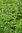 Semillas de Albahaca de Limon (Ocimum Americanum)