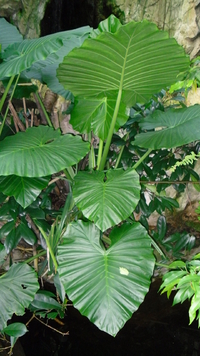 Elephant Ear, Marquesa Seeds (Alocasia macrorrhizos)