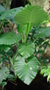 Samen Elefantenohr Riesenblättriges Pfeilblatt (Alocasia macrorrhizos)