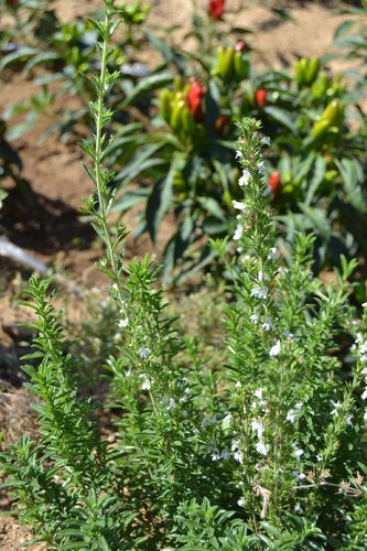 Summer savory Seeds (Satureja hortensis)