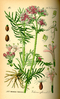 Samen echter Baldrian (Valeriana officinalis)