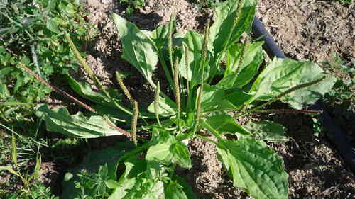 Common Plantain Seeds (Plantago major)