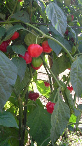 Pepperdew, Piquanté Chili seeds (Capsicum baccatum)