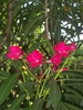 Samen Oleander (Nerium oleander)