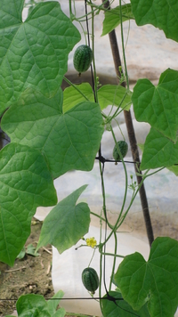 Mouse Melon Seeds (Melothria Scabra)