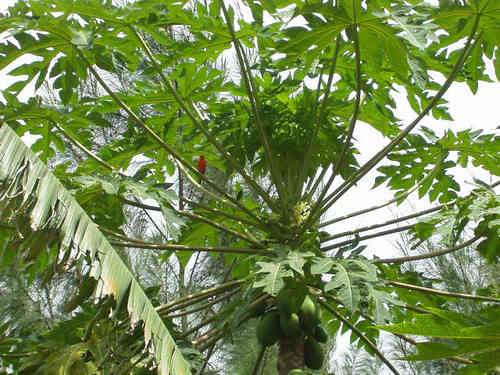 Papaya, paw paw Seeds (Carica papaya)