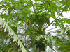 Semillas de Papaya (Carica Papaya)