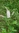 Samen grüne Minze (Mentha spicata)