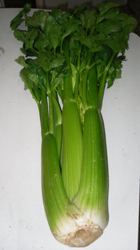 Common celery Seeds (Apium graveolens var. Sweet)