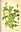 Water cress Seeds (Nasturtium officinale)