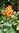 Cape honeysuckle seeds (Tecoma capensis)