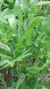 Angelica Seeds (Angelica archangelica)