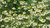 Chamomile plant (Chamomilla recutita)