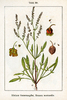 Field Sorrel Seeds (Rumex acetosella)