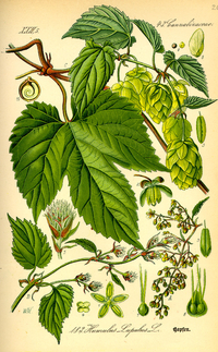 Hops Seeds (Humulus lupulus)