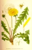 Dandelion Seeds (Taraxacum officinale)