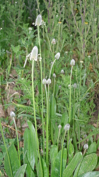 Ribwort plantain Seeds (Plantago lanceolata)