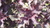 Purple Curly Perilla Mint , Shiso Seeds (Perilla frutescens, var.crispa)