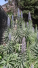 Pride of Madeira plant  (Echium candicans)