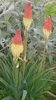 Tritoma, Torck lilly plant (Kniphofia uvaria)