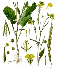 Black mustard Seeds (Brassica nigra)