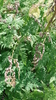 Samen Süßdolde spanischer Kerbel  (Myrrhis odorata)