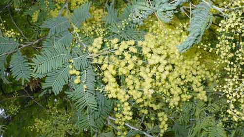 Common Mimosa seeds (Acacia dealbata)