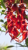 Planta de Arbol del Coral, Ceibo (Erythrina crista-galli)