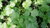 Samen Blattkoriander "slowbolt" (Coriandrum sativum)
