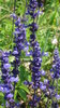 Mealy cup Sage, Blue Salvia plant (Salvia farinacea)