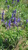 Mealy cup Sage, Blue Salvia Seeds (Salvia farinacea)