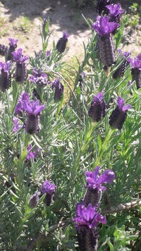 Spanish/French lavender Seeds (Lavandula stoechas)