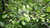 Semillas de Endrino (Prunus Spinosa)
