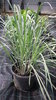 plant lemon grass (Cymbopogon citratus) big