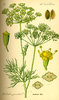 Dill "Tetra" Seeds (Anethum graveolens var. Hortorum)