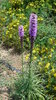 Button snakewort, Dense blazing star Seeds (Liatris spicata)