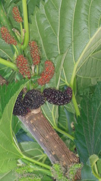 Black Mulberry seeds (Morus nigra)