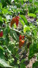 Semillas de Chile Naga Bhut Jolokia, guindilla fantasma (Capsicum Chinense)