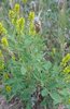 Semillas de Trébol de olor amarillo, Meliloto amarillo (Melilotus officinalis)