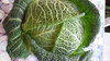 Savoy Cabbage seeds (Brassica oleracea var. Sabauda) "Aubervilliers"