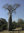 Samen Baobab Afrikanischer Affenbrotbaum (Adansonia digitata)