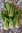 Tat soi seeds, flat pak choi (Brassica rapa var. Rosularis)