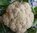 Cauliflower Seeds "Snowball" (Brassica oleracea var. botrytis L.)
