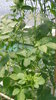 Jiaogulan, Herb of Immortality, 5-leaf Ginseng Seeds (Gynostemma pentaphyllum)