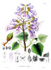 Foxglove tree seeds, Empress tree, Princess tree (Paulownia tomentosa imperialis)